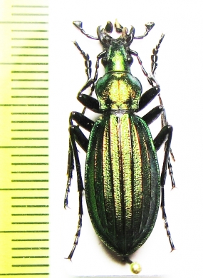 Carabus (Acoptolabrus) gehinii aereicollis  Japan - INSECTS-STORE.RU