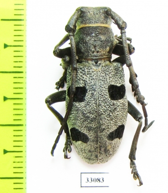 Morimus funereus  Greece - INSECTS-STORE.RU