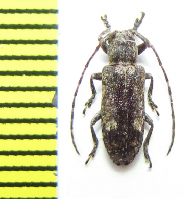 Pterolophia mandzhurica  Russia, Far East - INSECTS-STORE.RU