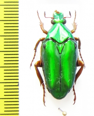 Chalcothea affinis  Malaysia, Borneo - INSECTS-STORE.RU