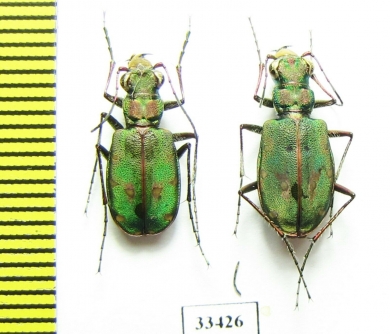 Cicindela maroccana pseudomaroccana, pair  Spain - INSECTS-STORE.RU