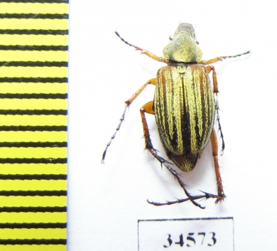 Macrodactylini sp.  Ecuador - INSECTS-STORE.RU