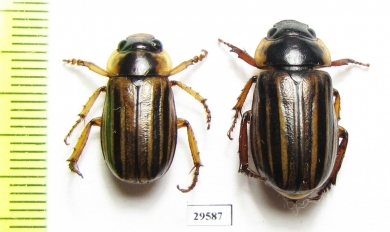 Rutelinae sp., pair  Panama - INSECTS-STORE.RU