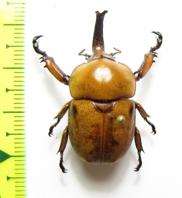 Ceroplophana modiglianii borneensis  Malaysia, Borneo - INSECTS-STORE.RU