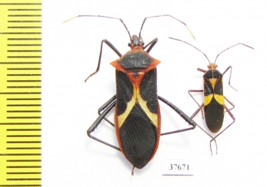 Hemiptera sp.  Honduras - INSECTS-STORE.RU