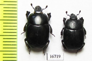 Plaesius ruptistrius  Indonesia, Papua - INSECTS-STORE.RU