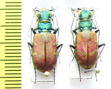 Cicindela coerulea nitida  Russia, Far East - INSECTS-STORE.RU