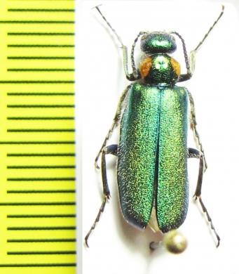 Alosimus marginicollis  Turkey, Mush prov. - INSECTS-STORE.RU