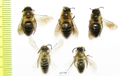 Hymenoptera sp.  Russia, Tver reg. - INSECTS-STORE.RU