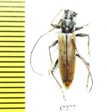 Cerambycidae sp.  South Africa Rep. - INSECTS-STORE.RU