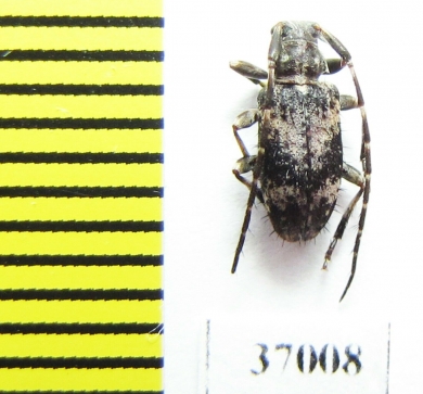 Cerambycidae sp.  South Africa Rep. - INSECTS-STORE.RU