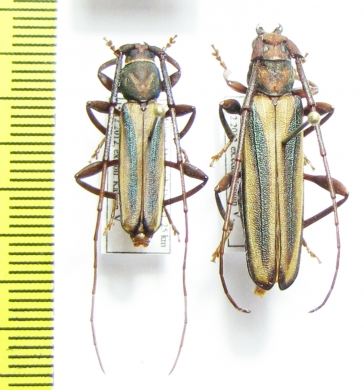 Xystrocera sp., pair  Malawi - INSECTS-STORE.RU