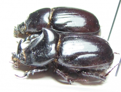 Papuana sp., pair  Solomon isls. - INSECTS-STORE.RU