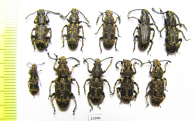 Anthribidae sp.  Indonesia, Kalimantan - INSECTS-STORE.RU