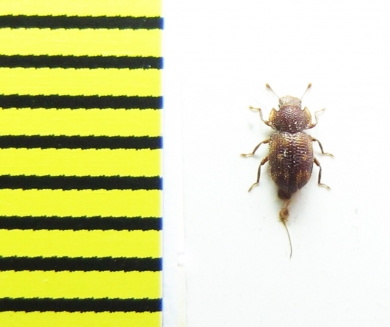 Tarphius lowei  Porto Santo isl. - INSECTS-STORE.RU