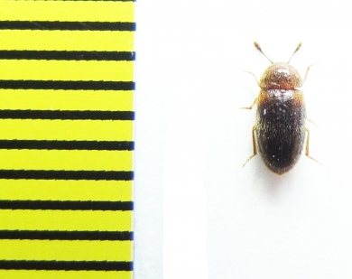 Mycetophagidae, Triphyllus bicolor  Russia, N. Caucasus - INSECTS-STORE.RU