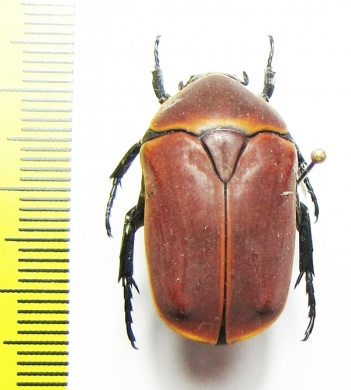 Pachnoda marginata  Cameroon - INSECTS-STORE.RU