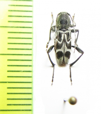 Perissus laetus  Laos - INSECTS-STORE.RU