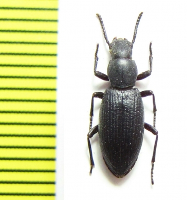 Stenosida striatopunctata  India - INSECTS-STORE.RU