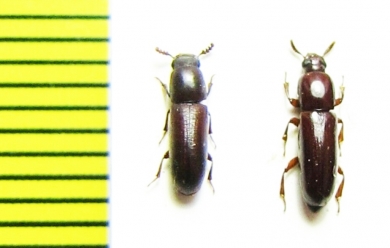 Corticeus sp.  Malaysia - INSECTS-STORE.RU