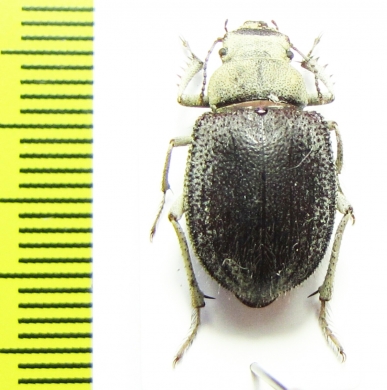 Paraplatyope thesigeri, female  Oman - INSECTS-STORE.RU