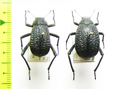 Adesmia ulcerosa arca, pair  Israel - INSECTS-STORE.RU