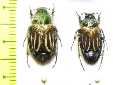 Eulasia bombylius  Morocco - INSECTS-STORE.RU