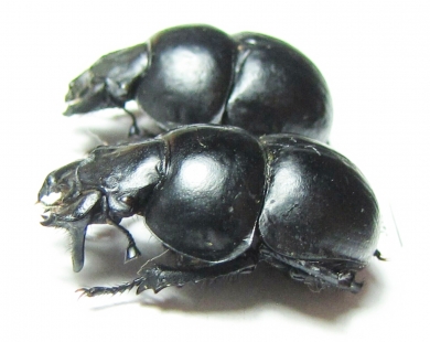 Lethrus kozhantchikovi, pair  Tajikistan - INSECTS-STORE.RU