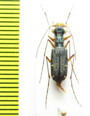 Chaetotaxis rugicollis  Madagascar - INSECTS-STORE.RU