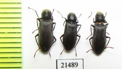 Elmidae sp.  Kazakhstan - INSECTS-STORE.RU