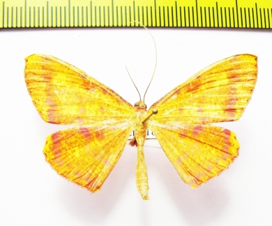 Eumelea biflavata  Sri Lanka - INSECTS-STORE.RU