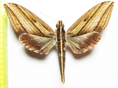 Sphingidae sp.  Indonesia, Sumatra - INSECTS-STORE.RU