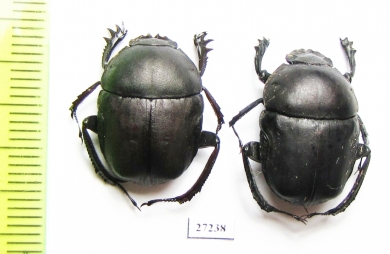 Gymnopleurus sp.  South Africa Rep. - INSECTS-STORE.RU