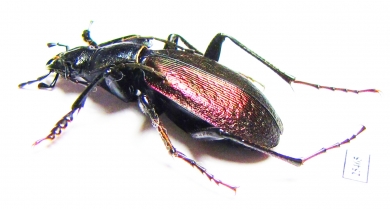 Carabus (Neoplectes) mellyi  Georgia - INSECTS-STORE.RU