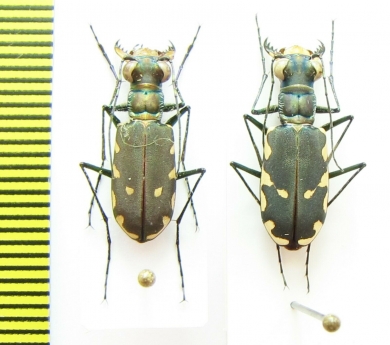 Calomera ? durvillei, pair  Indonesia, Papua - INSECTS-STORE.RU