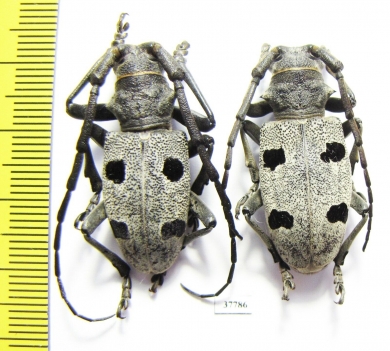 Morimus funereus, pair  Moldova 32mm - INSECTS-STORE.RU