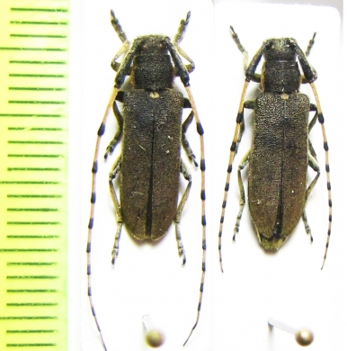 Agapanthia annularis, pair  Spain - INSECTS-STORE.RU