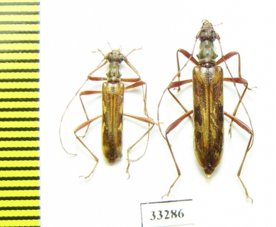 Leptorhabdium caucasicum, pair  Russia, Krasnodar reg. - INSECTS-STORE.RU