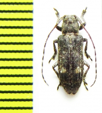 Pterolophia mandzhurica  Russia, Far East - INSECTS-STORE.RU