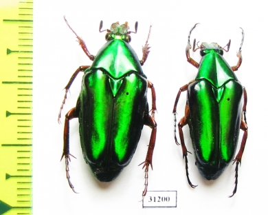 Chalcothea resplendens  Indonesia, Java - INSECTS-STORE.RU