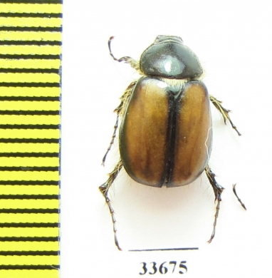 Elaphocera schmidti  Greece - INSECTS-STORE.RU