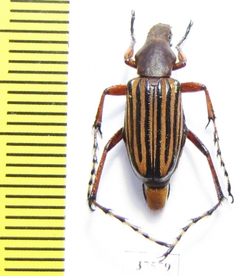 Macrodactylini sp.  Colombia - INSECTS-STORE.RU