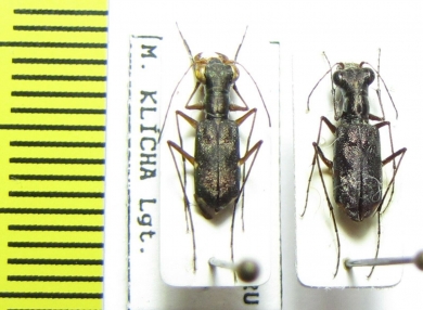 Pentacomia sp., pair  Peru - INSECTS-STORE.RU