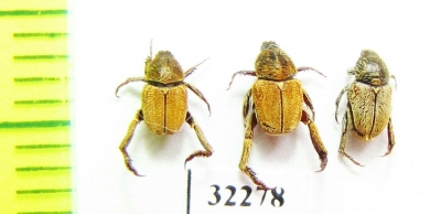 Hopliini sp., pair  South Africa Rep. - INSECTS-STORE.RU