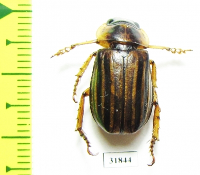 Rutelinae sp.  Panama - INSECTS-STORE.RU