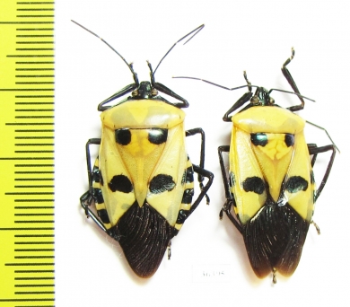 Hemiptera sp.  India - INSECTS-STORE.RU