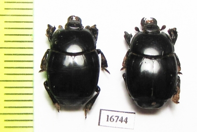 Plaesius ruptistrius  Indonesia, Kalimantan - INSECTS-STORE.RU