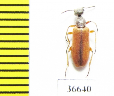 Meloidae sp.  Morocco - INSECTS-STORE.RU