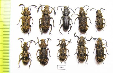 Anthribidae sp.  Indonesia, Kalimantan - INSECTS-STORE.RU