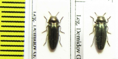 Coraebus elatus  Ukraina - INSECTS-STORE.RU